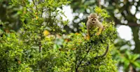 Squirrel monkey, Pacaya Samiria National Reserve, Peru.