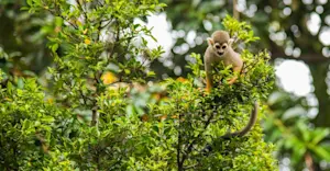 Squirrel monkey, Pacaya Samiria National Reserve, Peru.