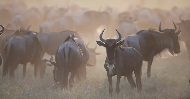 Wildebeest, Maasai Mara National Reserve, Kenya.