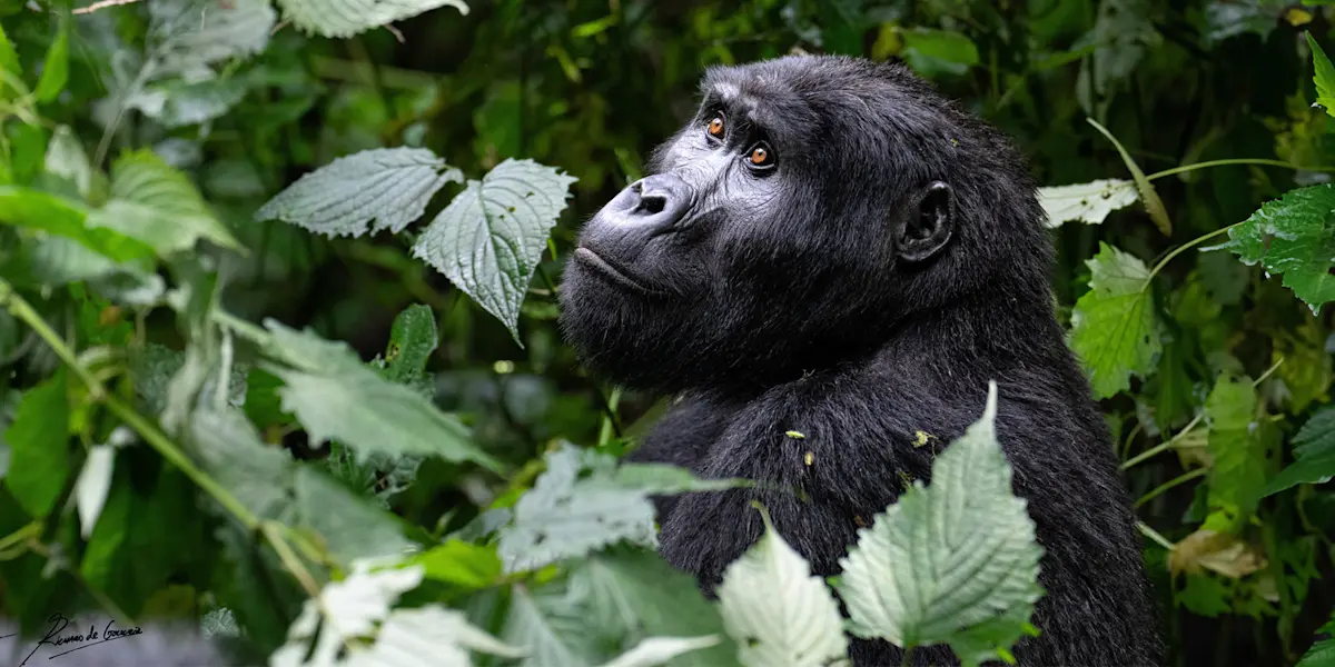 Mountain gorilla, Bwindi Impenetrable Forest National Park, Uganda.