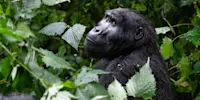 Mountain gorilla, Bwindi Impenetrable Forest National Park, Uganda.