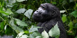 Mountain gorilla, Bwindi Impenetrable Forest National Park, Uganda.