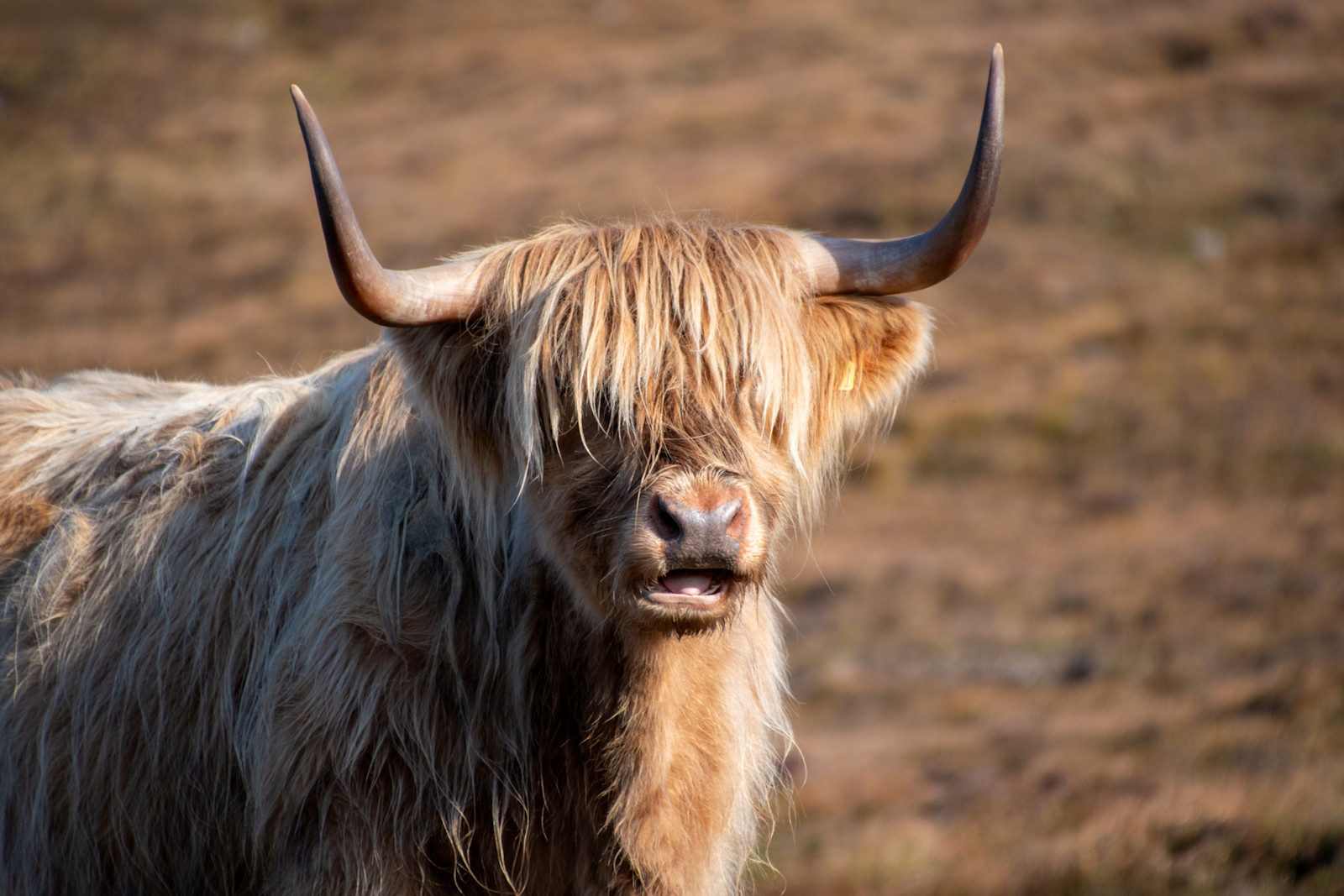 Highland cow, Scotland.