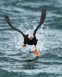 Tufted puffin, Kodiak Island, Alaska.