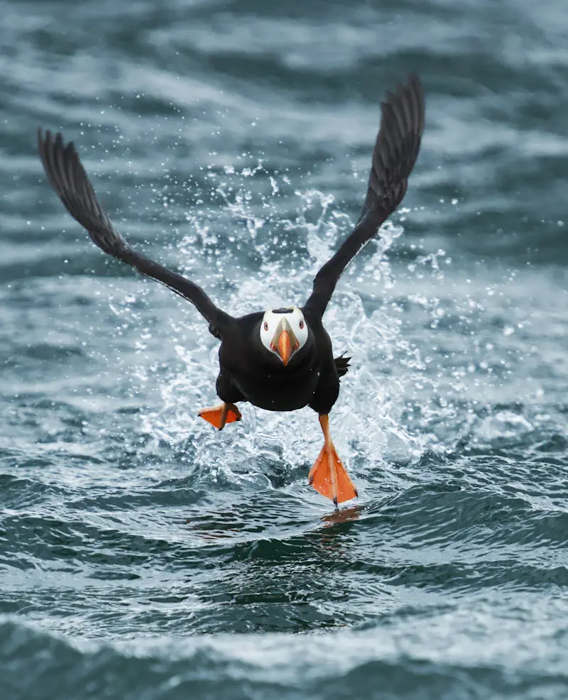 Tufted puffin, Kodiak Island, Alaska.