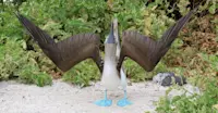 Blue-footed booby, Galapagos, Ecuador.