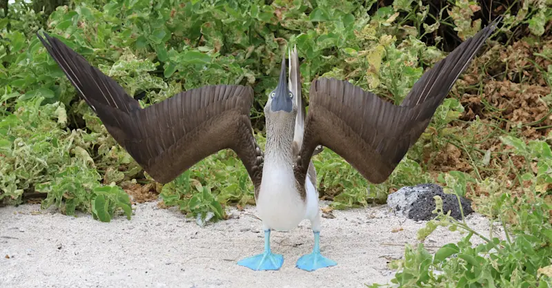 Blue-footed booby, Galapagos, Ecuador.
