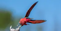 Slideshow Thumbnail 5 of 6