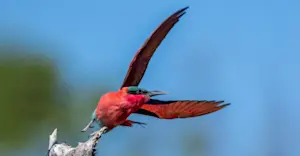 Slideshow Image Thumbnail 5 of 6