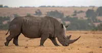 White rhino, Lewa Wildlife Conservancy, Kenya.
