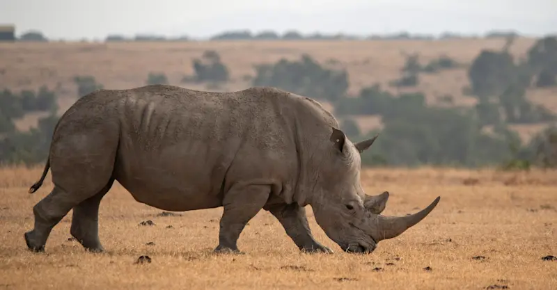 White rhino, Lewa Wildlife Conservancy, Kenya.