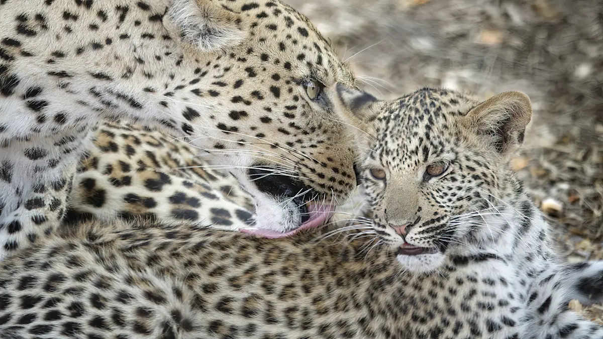 A moment of wild perfection—my favorite leopard capture yet in Linyanti, Botswana. 