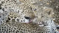 A moment of wild perfection—my favorite leopard capture yet in Linyanti, Botswana. 