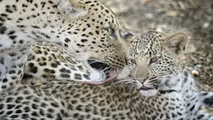 A moment of wild perfection—my favorite leopard capture yet in Linyanti, Botswana. 