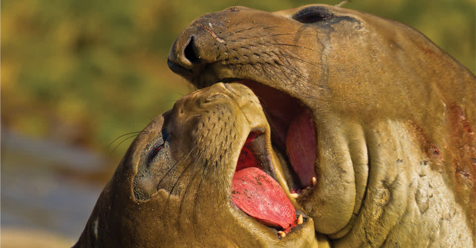 Southern elephant seals, Gold Harbor, South Georgia Island.