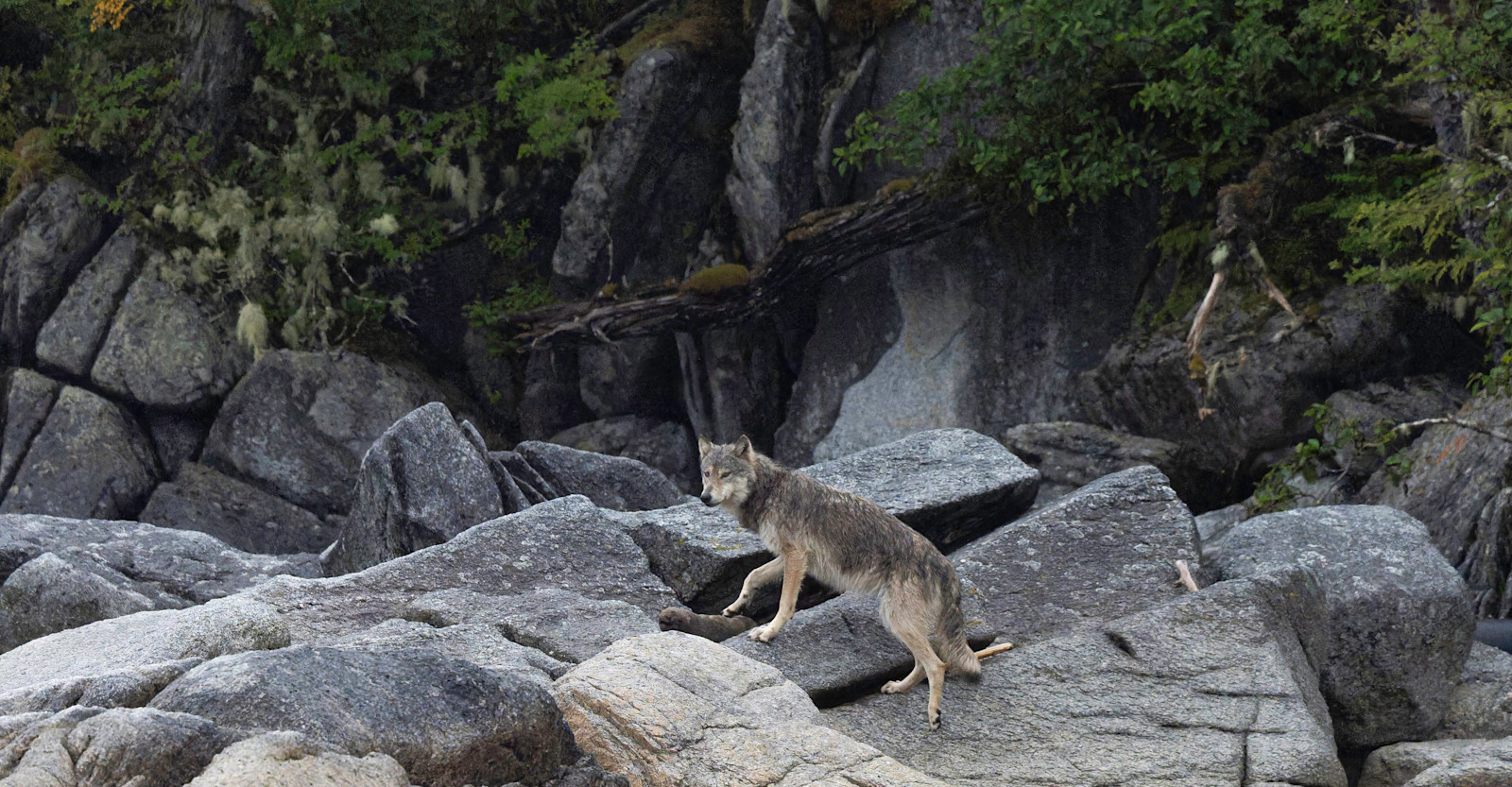 Coastal Wolf