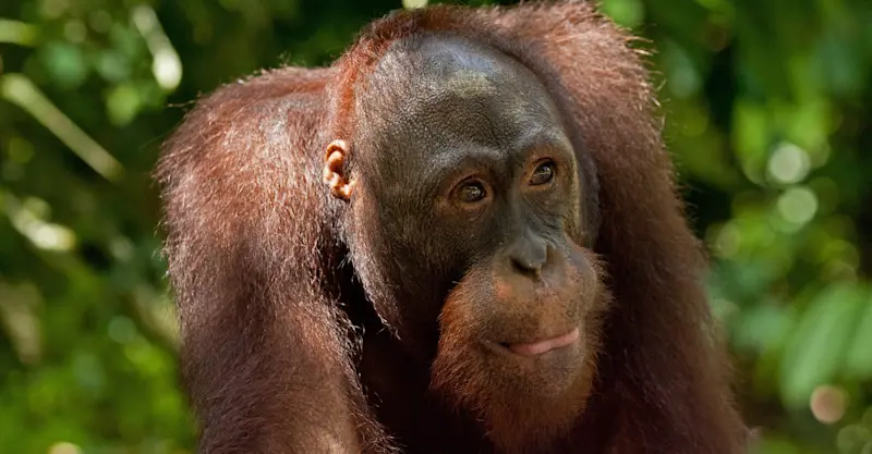 Orangutan, Kabili-Sepilok Nature Reserve, Borneo.