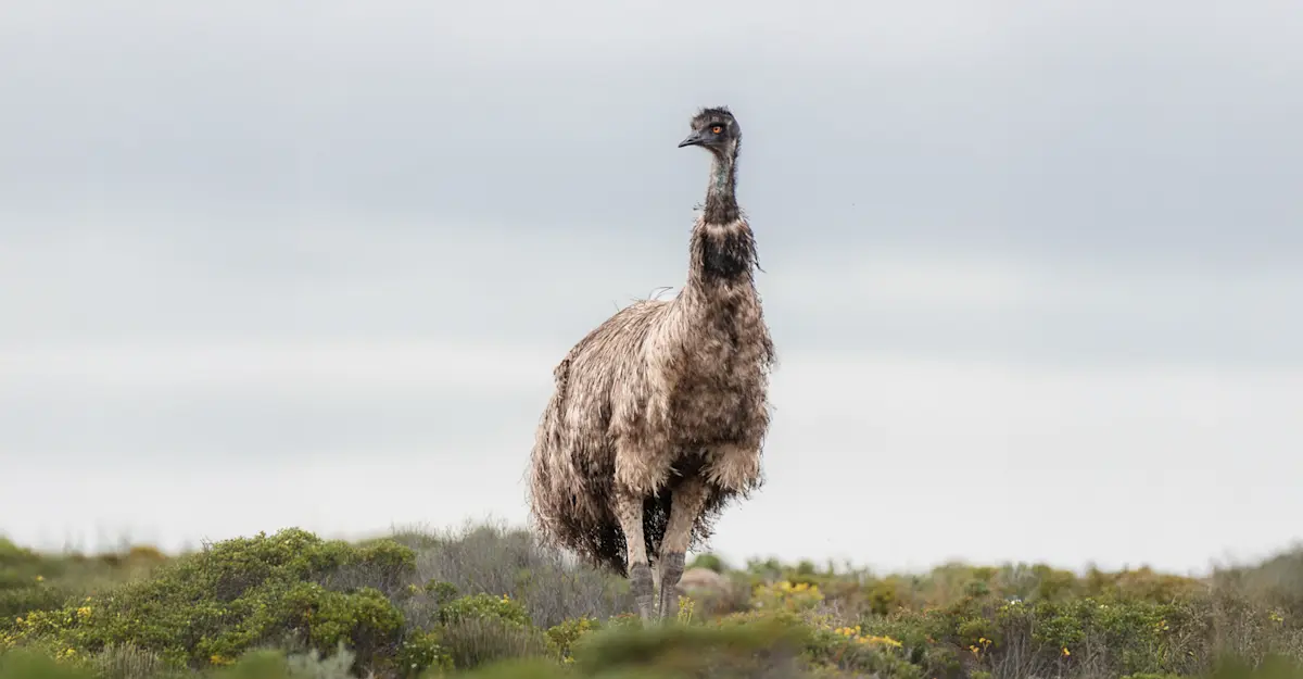 Emu - South Australia