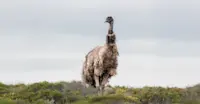Emu - South Australia