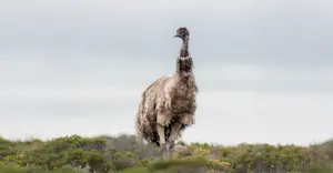 Emu - South Australia