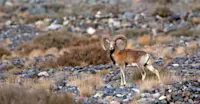Urial, Ladakh, India.