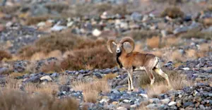 Urial, Ladakh, India.