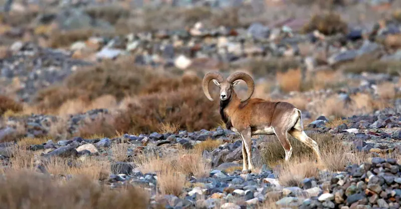 Urial, Ladakh, India.