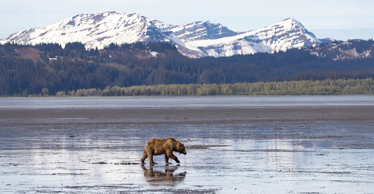 Brown bear clamming, Nat Hab's Alaska Bear Camp, Lake Clark National Park