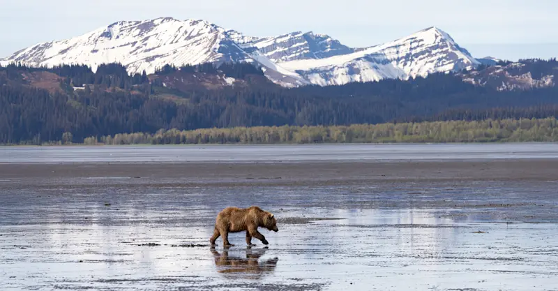 Brown bear clamming, Nat Hab's Alaska Bear Camp, Lake Clark National Park