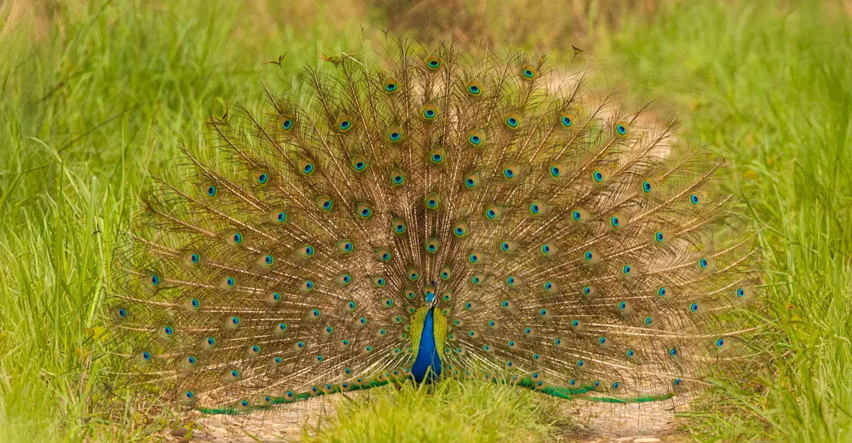 Peacock, Bandhavgarh National Park, India.