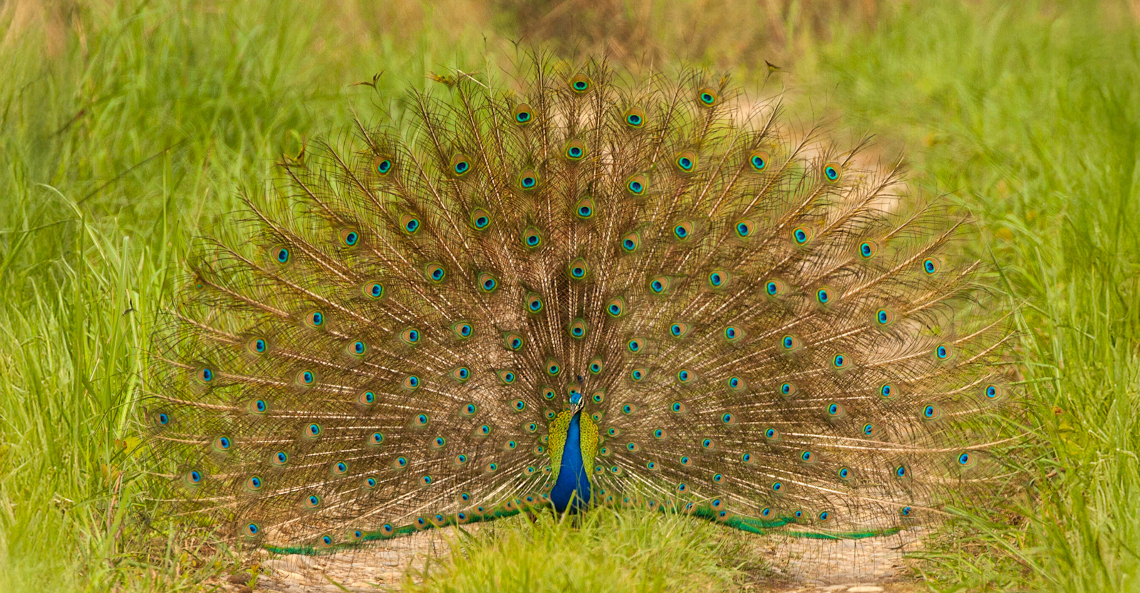Peacock, Bandhavgarh National Park, India.