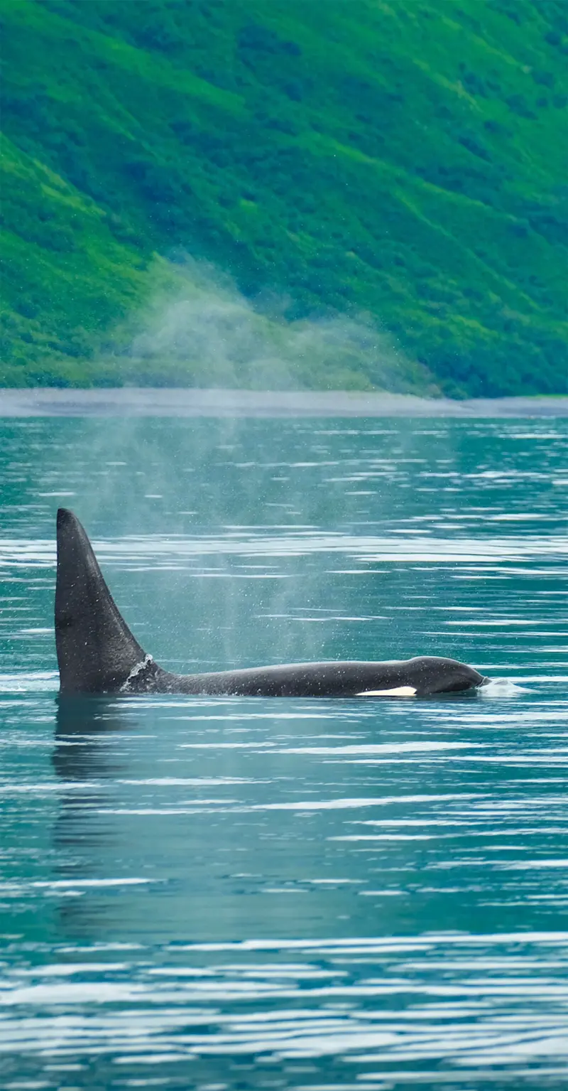 Orca Whale, Alaska
