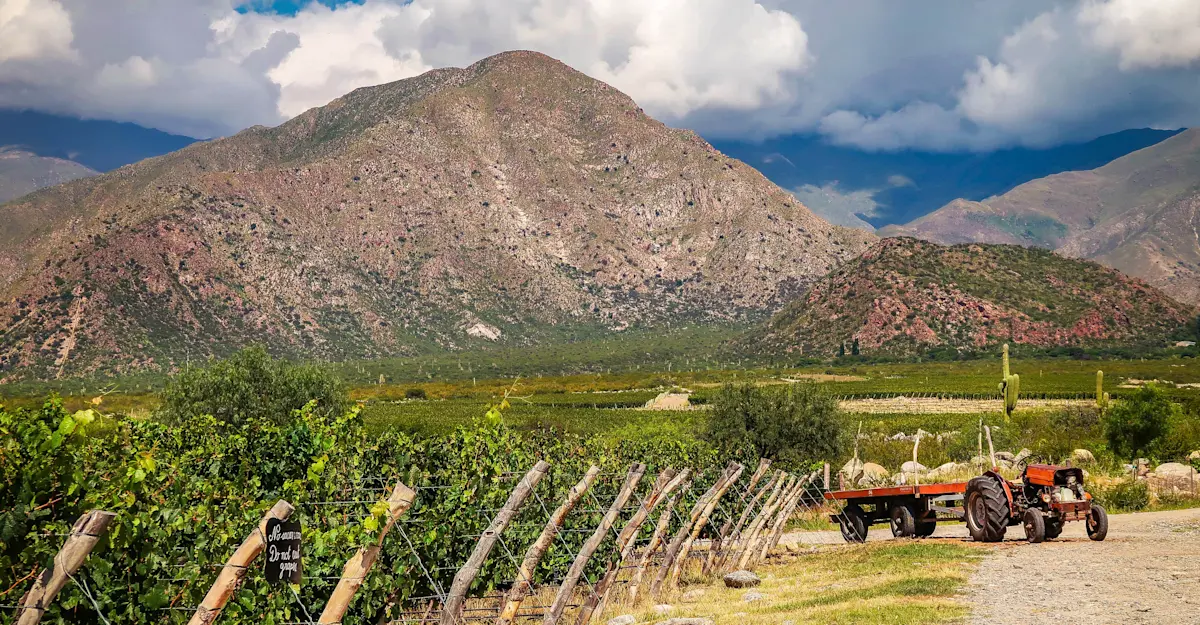 Vineyard, Salta Province, Argentina.