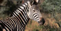 Burchell's zebra, Greater Kruger Park, South Africa.