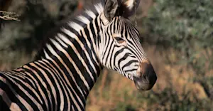 Burchell's zebra, Greater Kruger Park, South Africa.