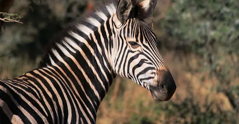 Burchell's zebra, Greater Kruger Park, South Africa.