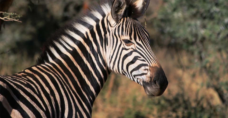 Burchell's zebra, Greater Kruger Park, South Africa.