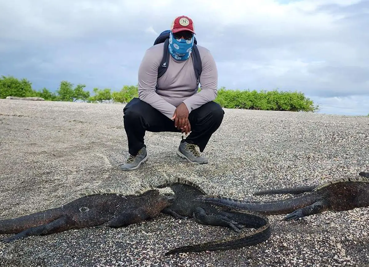 Marine iguanas, Galapagos. 