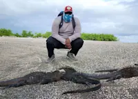 Marine iguanas in Galapagos. 