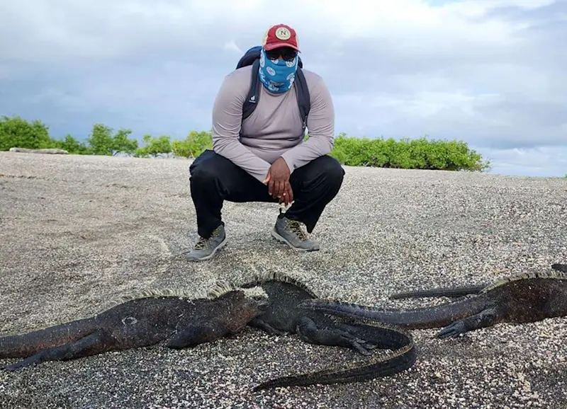 Marine iguanas in Galapagos. 