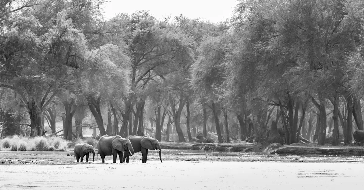 Elephants, Lower Zambezi.