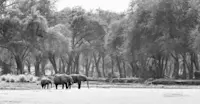 Elephants, Lower Zambezi