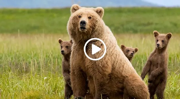 Grizzly bear mum with cubs