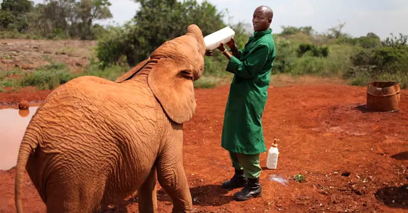 Daphne Sheldrick Elephant Orphanage, Nairobi, Kenya.