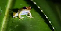 Tree frog, Madagascar.