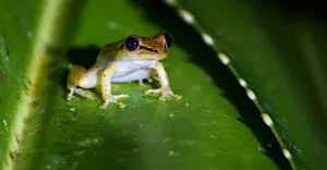 Tree frog, Madagascar.