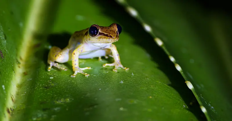 Tree frog, Madagascar.