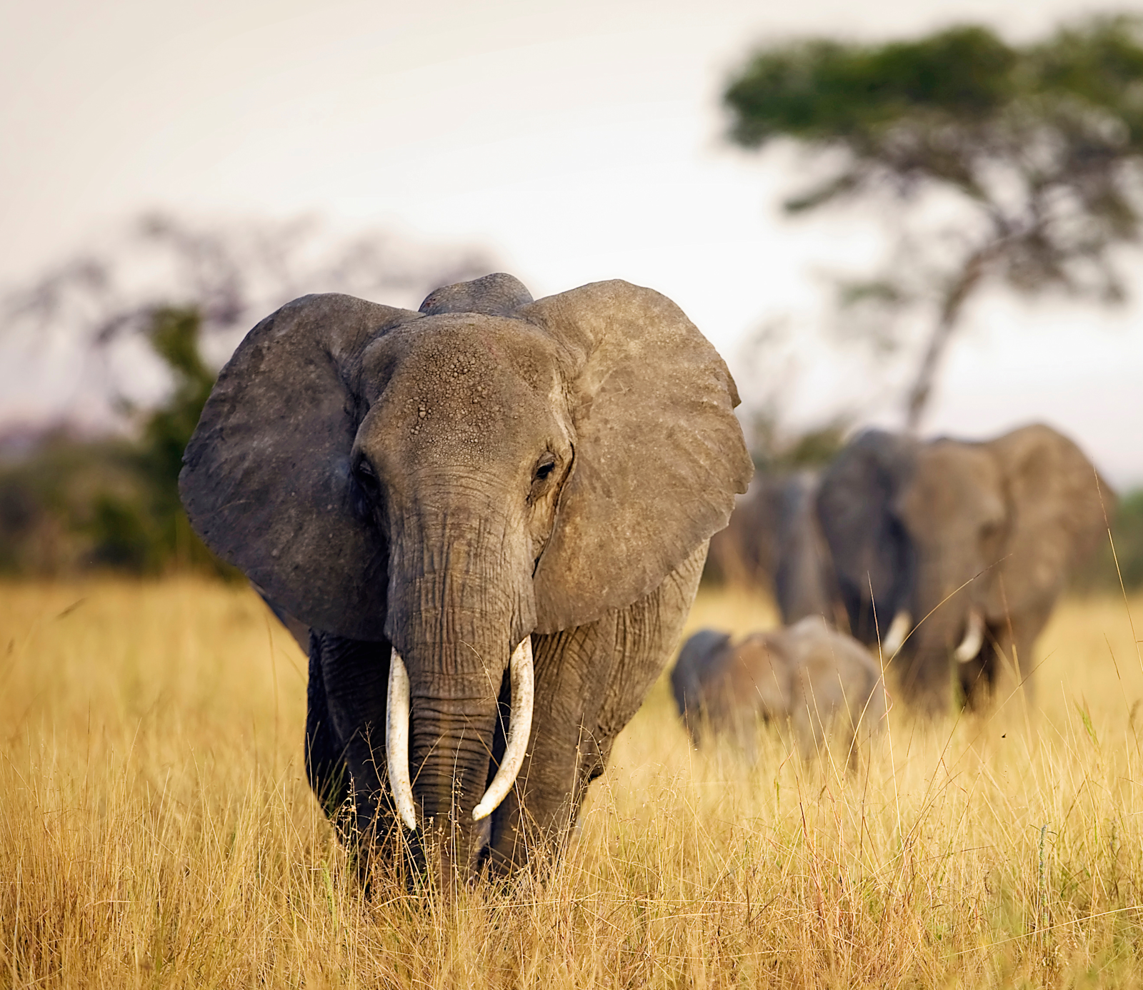 ResearchRoleHabitats15x13 AdobeStock 220016540