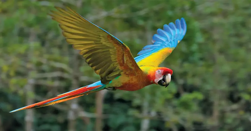 Scarlet macaw, Pacaya Samiria National Reserve, Peru.