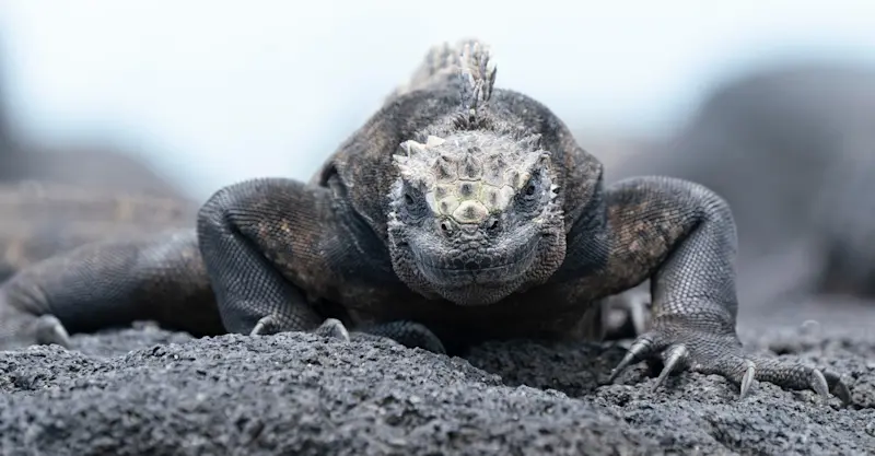 Marine iguana, Isabela Island, Galapagos, Ecuador.